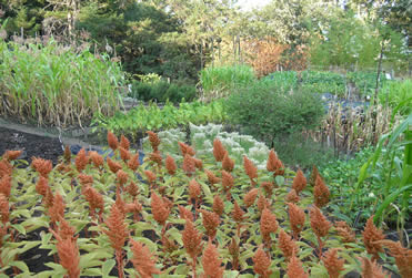 Amaranth in a Biointensive Setting